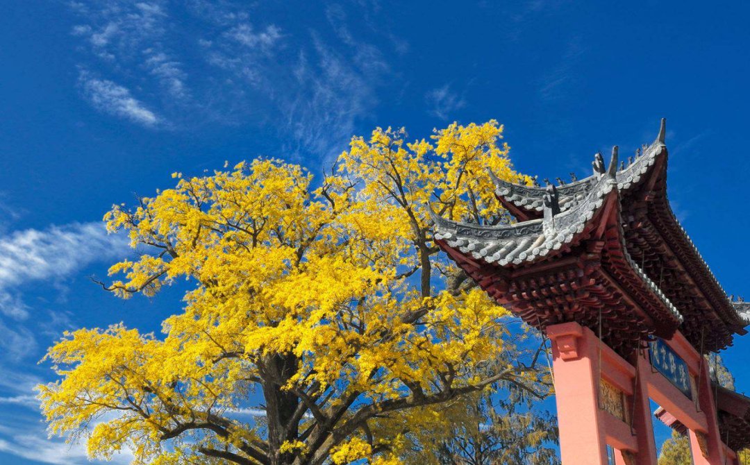 HenanPlus's tweet image. Photo Appreciation 📸
Autumn in Huangbai Mountain, Xinyang, is truly a feast for the eyes. 🍁👀
#HuangbaiMountain #AutumnGlory #VisualFeast