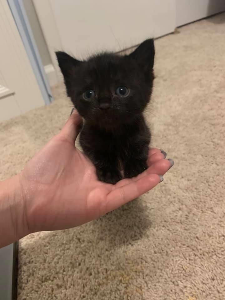 Black cats are not bad luck (@visualscat) on Twitter photo 