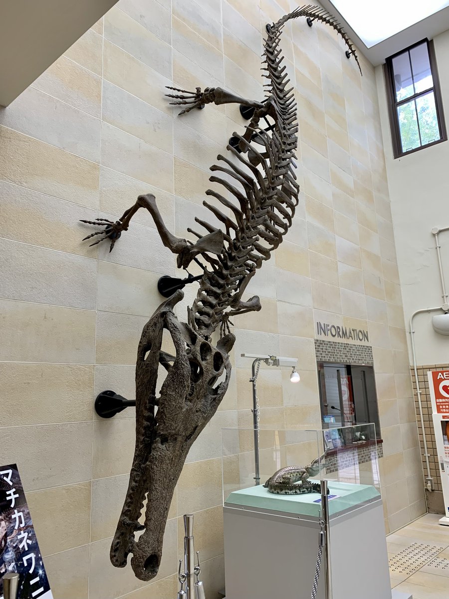 ㊗️天然記念物指定！ということで大阪大学総合学術博物館で