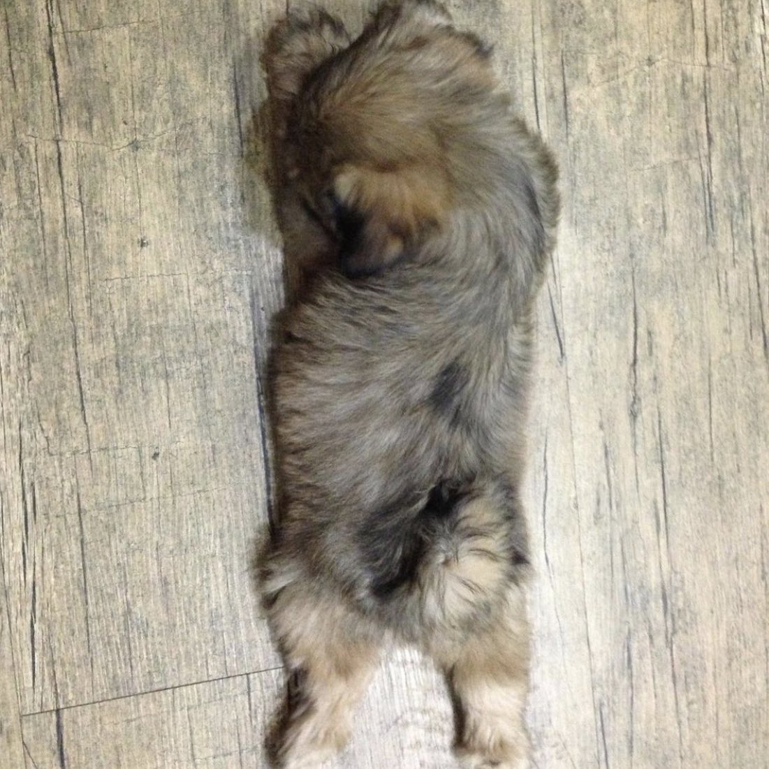 luck_woonee's tweet photo. 강아지 0살 버릇 12살까지 간다 https://t.co/VhtWx1ifRf