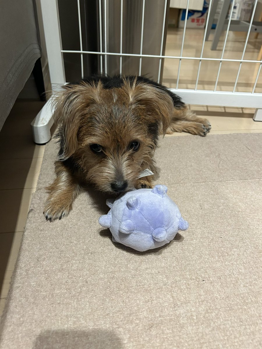 deathdrillden's tweet photo. ドガースを倒すでんちゃん
#ノーフォークテリア
#犬好き https://t.co/PeTvWWaQMg