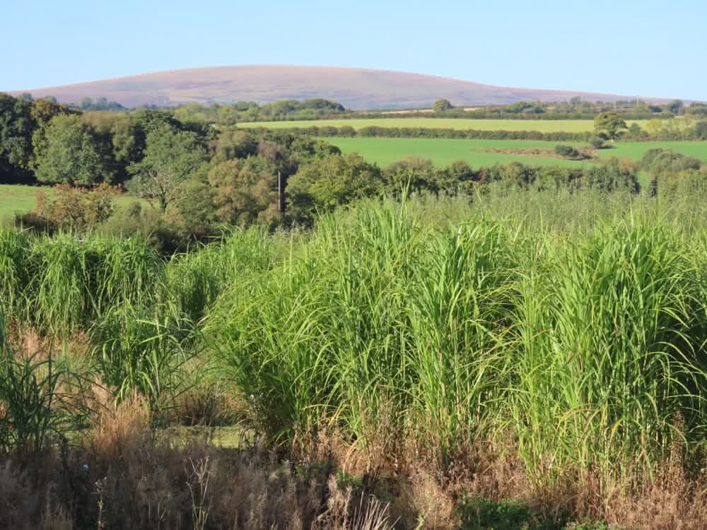 Biomass Connect tweet media