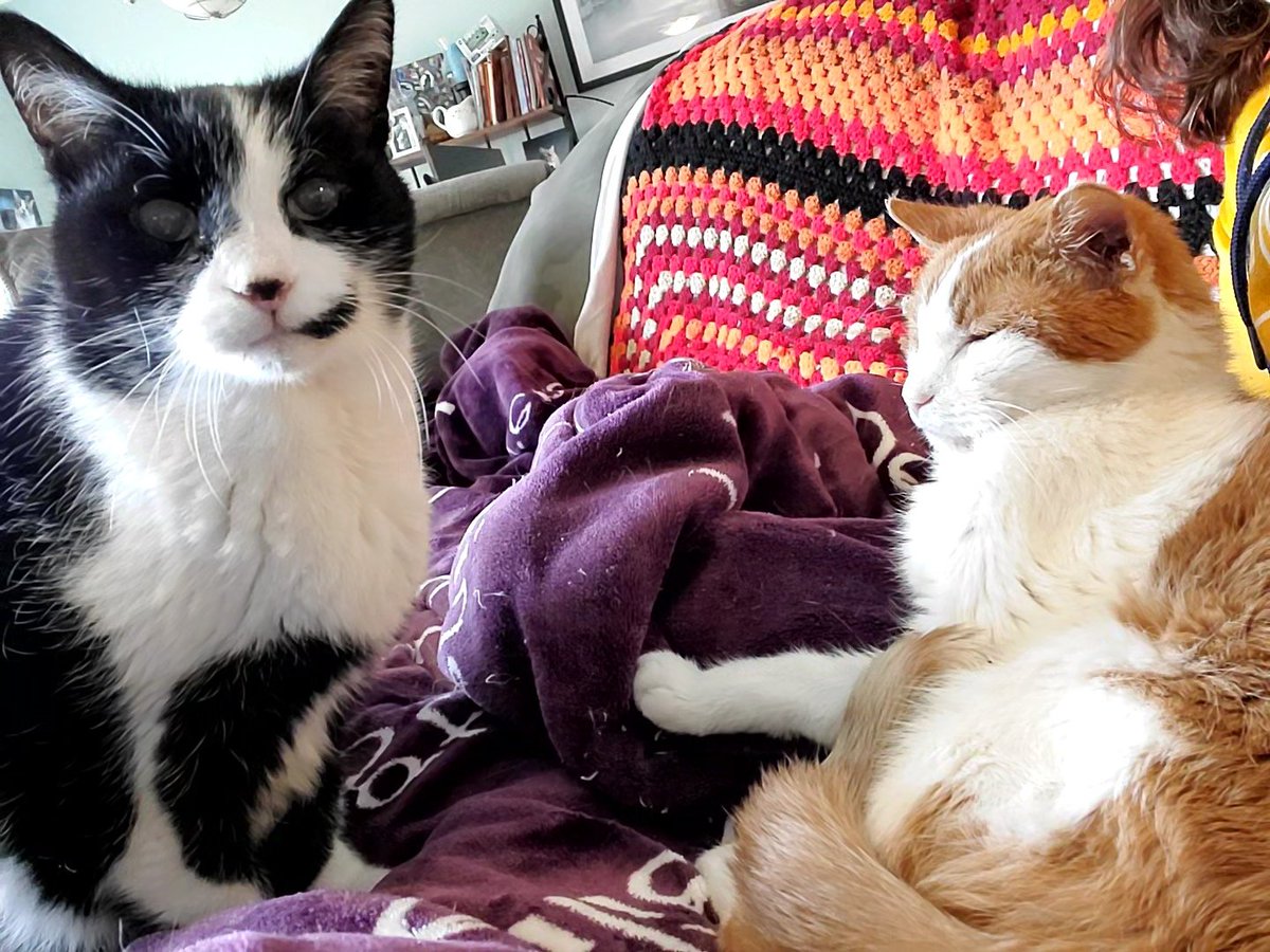 Thinking about hitting my brother 😼 #Lucy #Linus #WhiskersWednesday