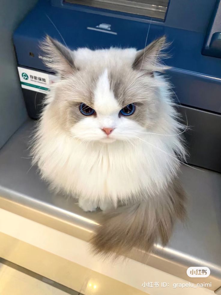 Pov: me "cheating" on sayu, and how he look at me when i get home