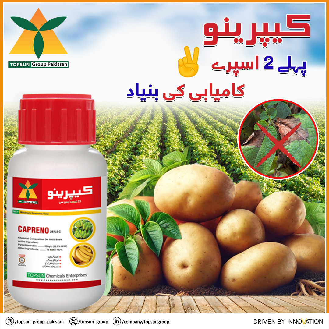 topsun_group's tweet image. کیپرینو — پہلے 2 اسپرے✌️کامیابی کی بنیاد!
#Capreno #PotatoCrop #HighYield #BetterProtection #FasalKiKamyabi #ZyadaPidaawar #FasalKiHifazat #TopsunGroup #HealthyPotatoes #AgroChemicals #KisanKiPehchan
