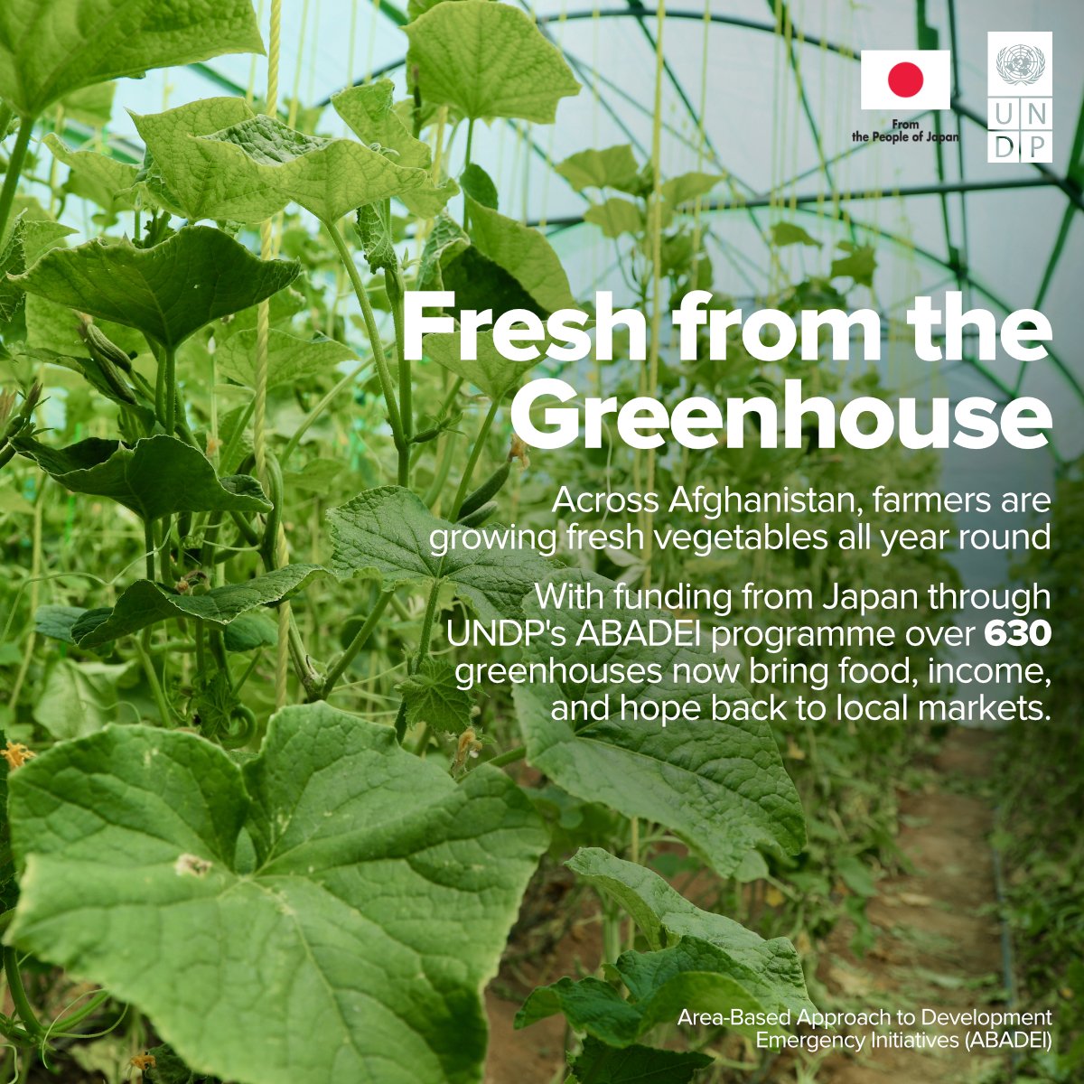 UNDPaf's tweet image. A simple greenhouse is changing lives across Afghanistan.
Fresh food, steady income, stronger communities.

#UNDP #ABADEI #SustainableFarming #Agriculture