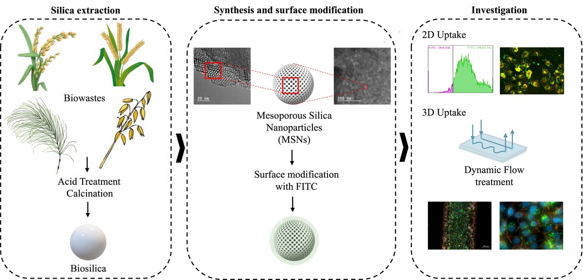 MustafaogluLab's tweet image. 💡Our latest paper, titled “Green synthesized mesoporous silica nanoparticles offer a promising drug delivery system investigated in physiologically relevant 3D microfluidic models,” has been published in @RSCAdvances.
🌿💊Here is link for the full paper: pubs.rsc.org/en/content/art…