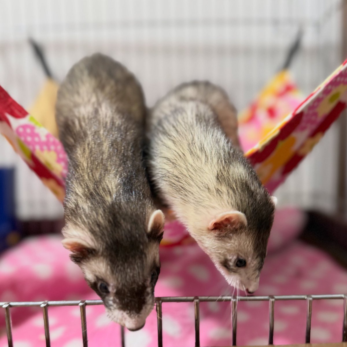 あっきー様ʢ☘︎-·̮•̯ʡʢ•̯·̫-☀︎ʡ on X