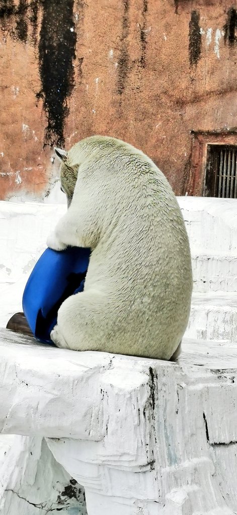 Jhonlennon777's tweet image. #天王寺動物園🍀
#PolarBear✨
#Lovelyホウちゃん💕

　　お顔　入るようにと

　ポリタン　改造中の　乙女😘✨

　　内職姿の　ホウちゃん😚