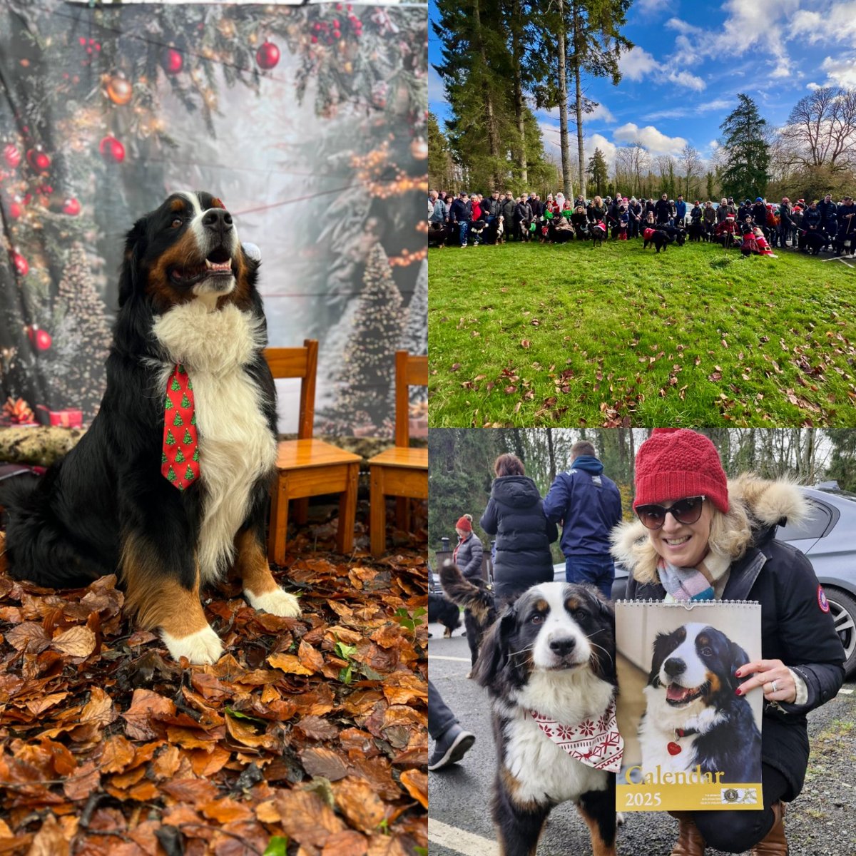 Bernese Mountain Dog Club of Ireland tweet media