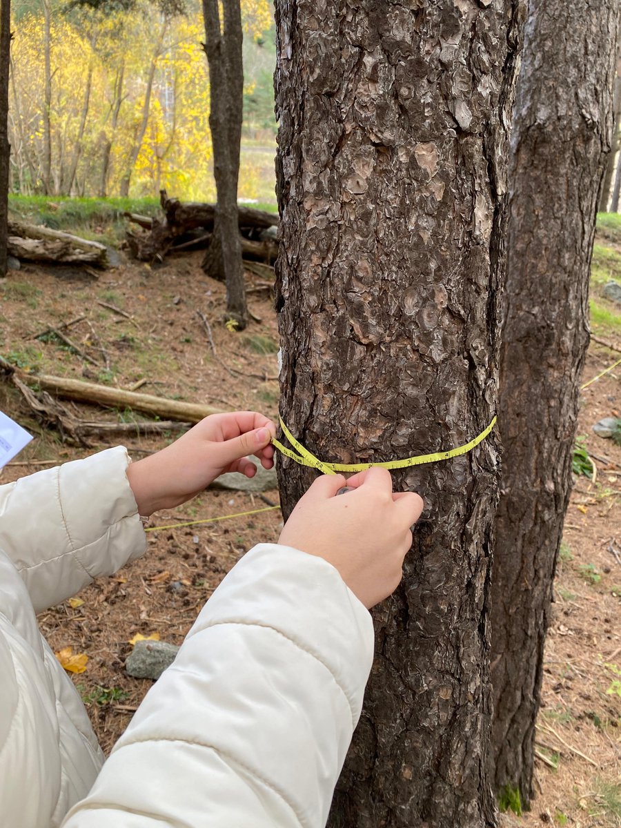 Institut Pere Ribot tweet media