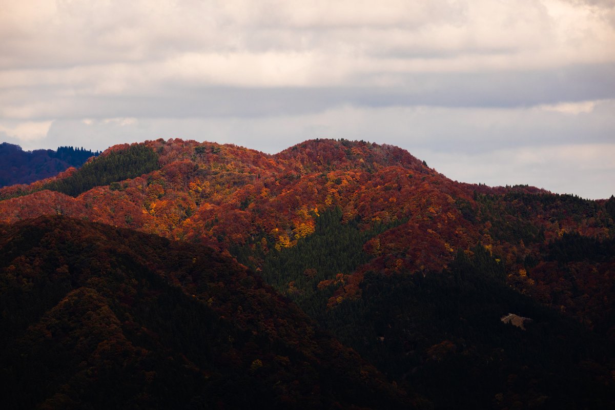 🍁香美町の紅葉が今まさに見頃!
ハチ北高原や蘇武岳では山々が美しく色づき、太陽の光に照らされた紅葉は一層鮮やかです✨
標高の高いエリアから楽しめる秋の絶景、この週末ぜひ!

#ハチ北 #蘇武岳 #紅葉 #香美町