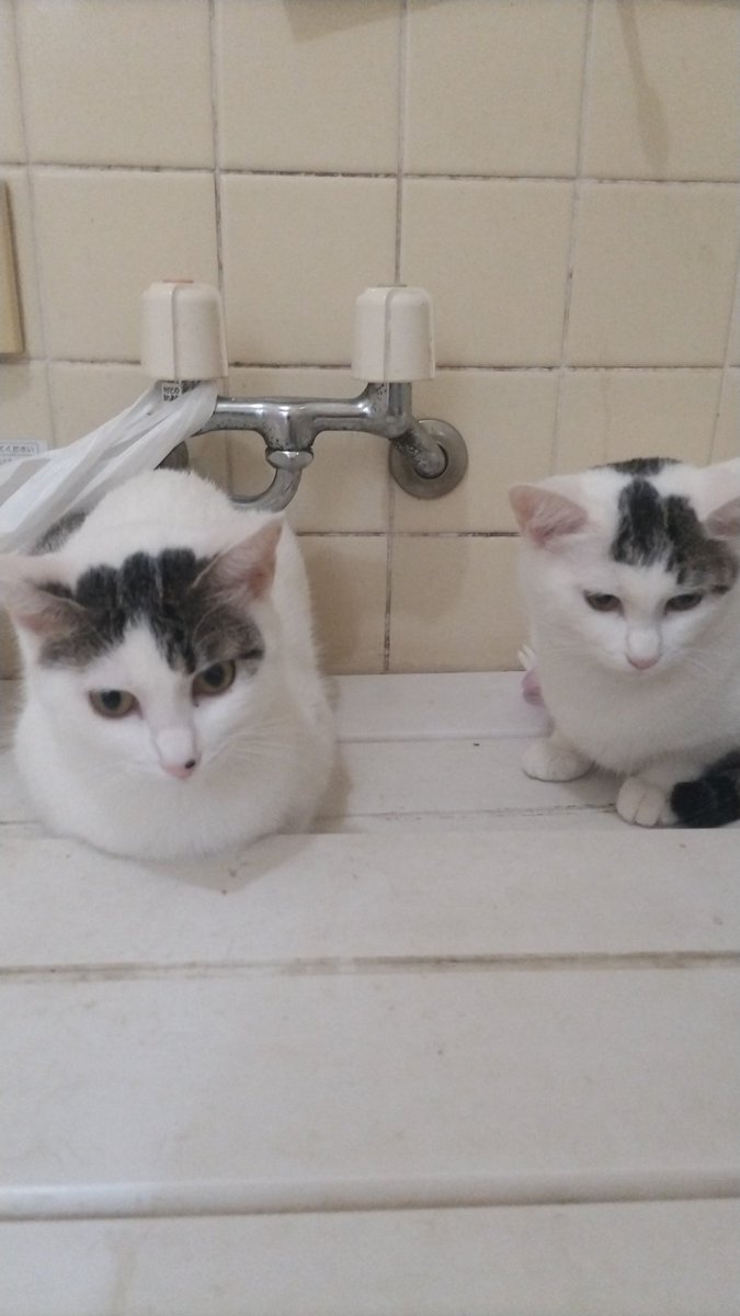 ✨😈桜田門外😈✨まぞくモード🔥😈🔥 on X