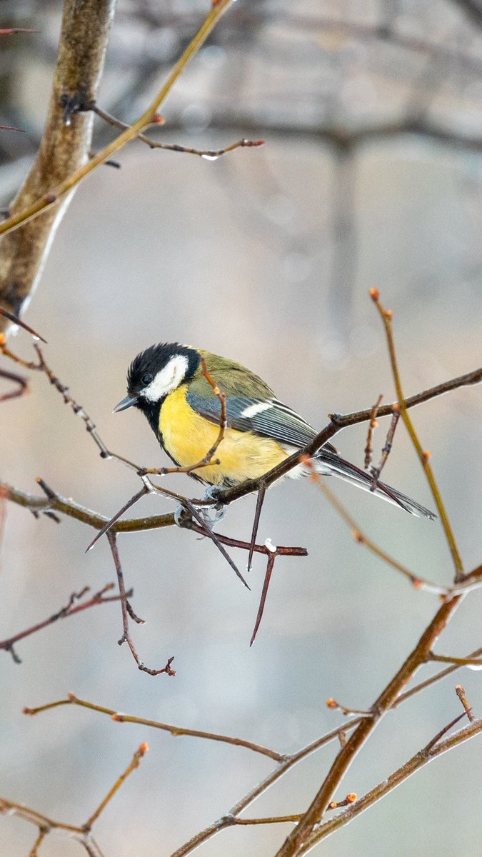 look_right_'s tweet image. Сегодня международный день синиц!