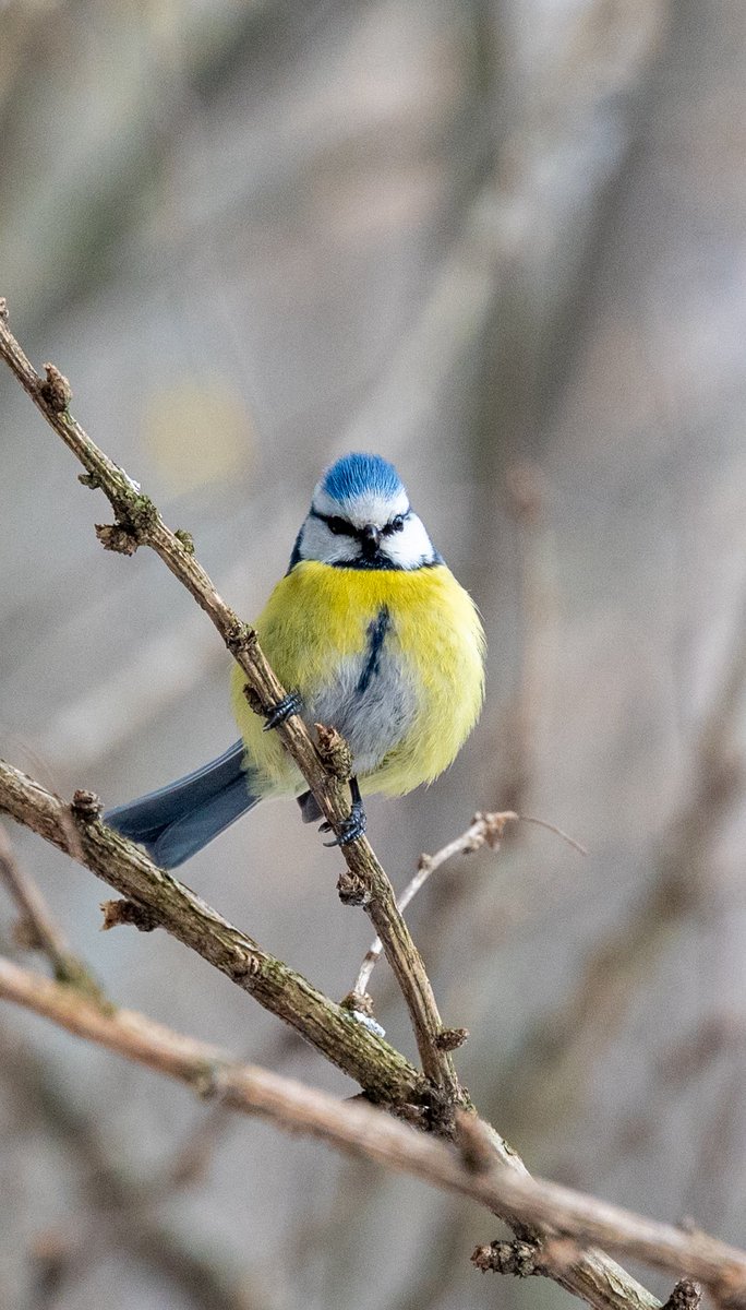 look_right_'s tweet image. Сегодня международный день синиц!