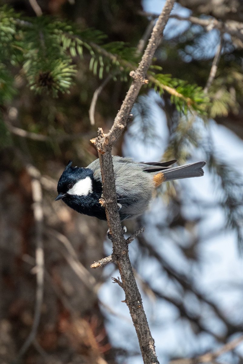 look_right_'s tweet image. Сегодня международный день синиц!