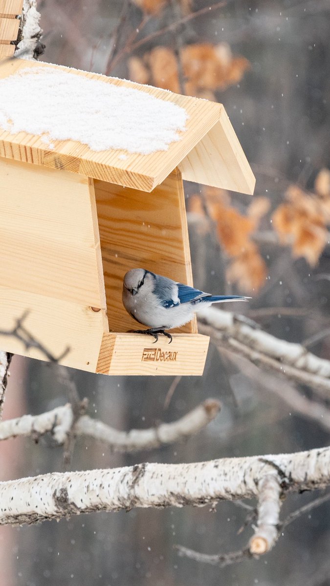 look_right_'s tweet image. Сегодня международный день синиц!