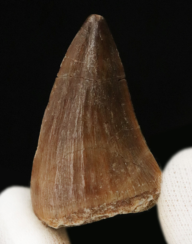 化石 A-7 化石・鉱物・隕石販売の化石セブン (@kaseki7) / Posts / X