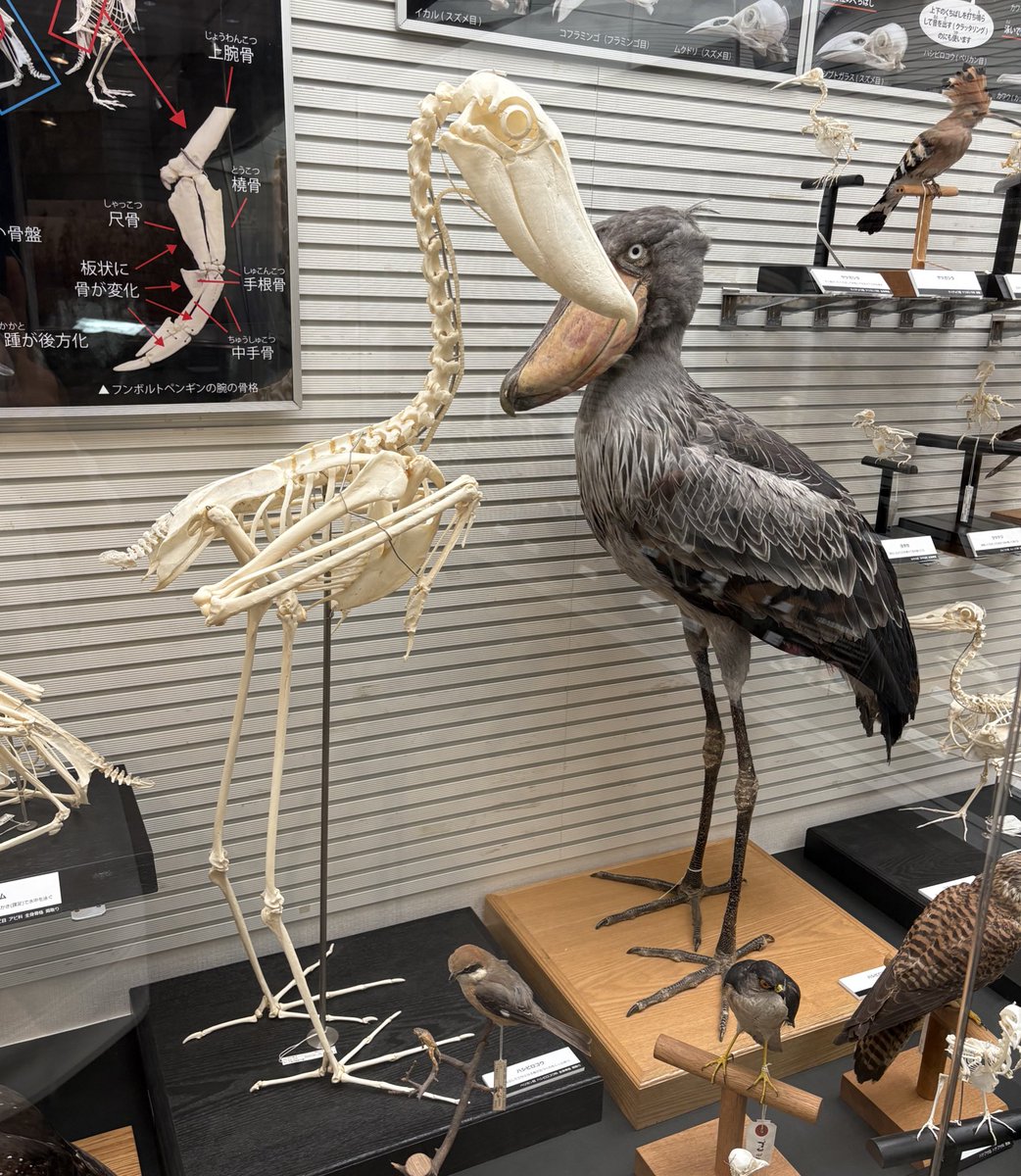 ハシビロコウの頭骨 骨になってもクチバシの主張が強い、先端の尖った