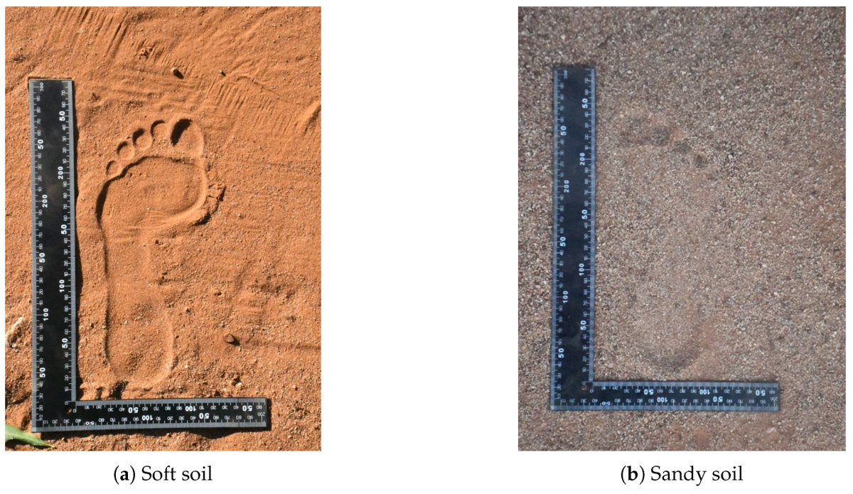 ForensicSciMDPI's tweet image. #DeepLearning #Forensics 
&quot;Investigating Bounding Box, Landmark, and Segmentation Approaches for Automatic Human Barefoot Print Classification on Soil Substrates Using Deep Learning&quot;
by Wazha Mmereki et al.

📝See the complete study at mdpi.com/2673-6756/5/4/…