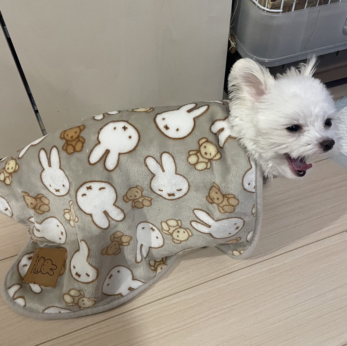 usa1030wan0429's tweet photo. ふぁ〜よく寝たって
お布団掛けたまま歩いてた🙂 https://t.co/DhVMn5UDgi
