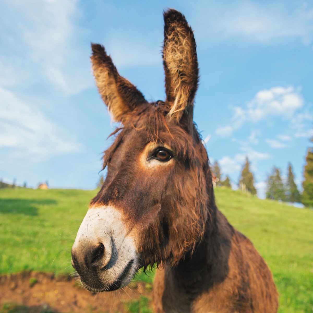 Yatt biñu xotté woon gattou Mbaam mou deugueur bopp mi nekoon ci reew mi, bam moujjé Maroc,
Mongi ñu denci ba leegi, ta yaakaarouma mbaam dina raw mbaam moomu.

#Sonko 👊🏾 🇸🇳