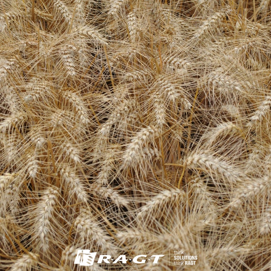 ragtseedsuk's tweet photo. Looking for a winter wheat with a reliable late drilling period? Look no further than RGT Skyfall!!
Want to find out more about one of our most widely grown varieties? Check the link out down below now👇
https://t.co/9RcRWXHorb
#RAGT #RAGTUK #Skyfall #RGTSkyfall #WinterWheat #BritishFarming #BritishAgriculture