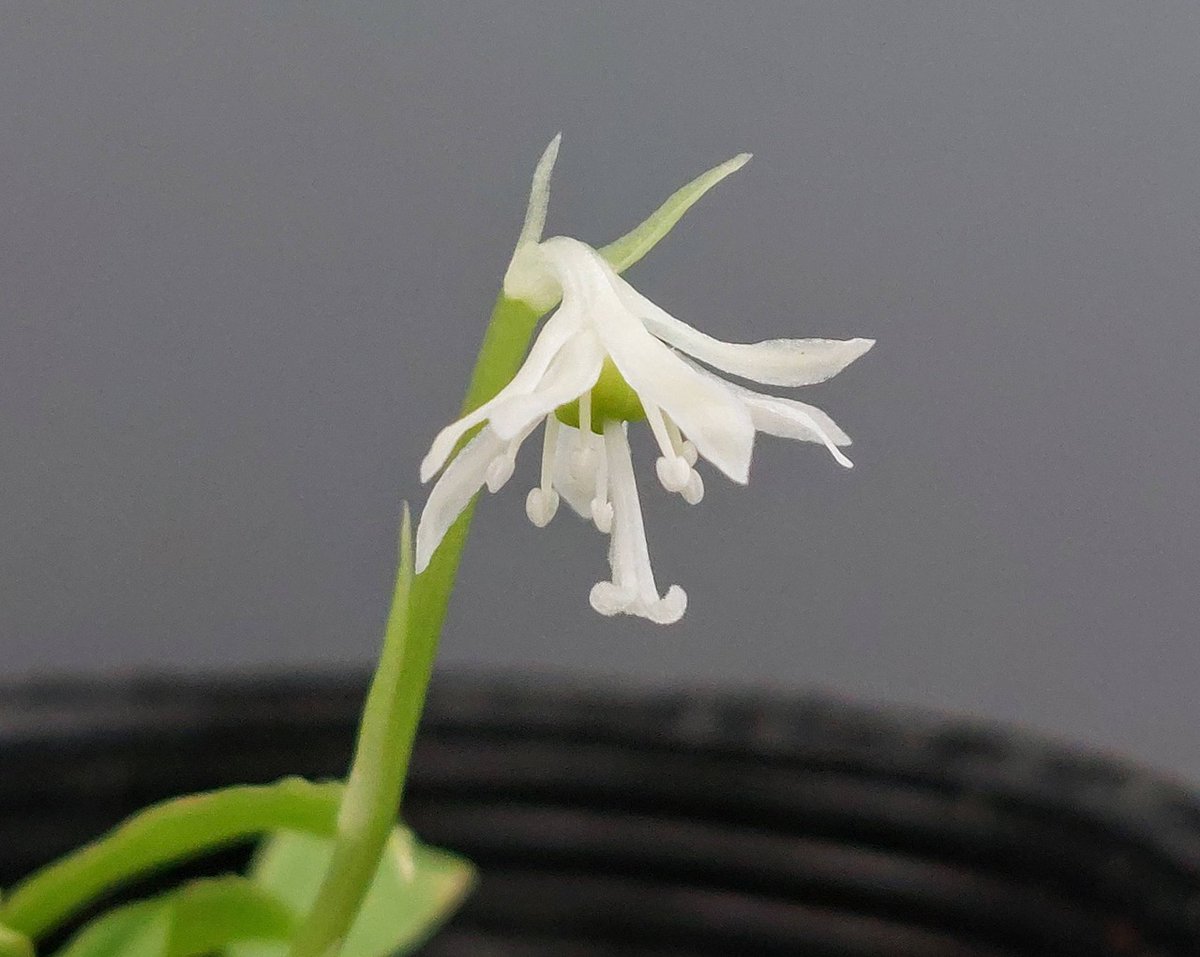 株式会社中越植物園 Chuetsu Garden Studio on X