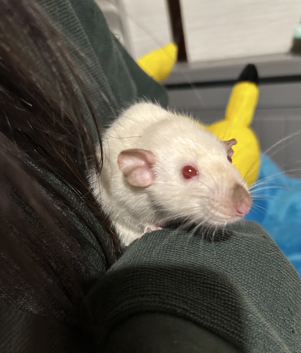 サイアミが焦げてきたから冬