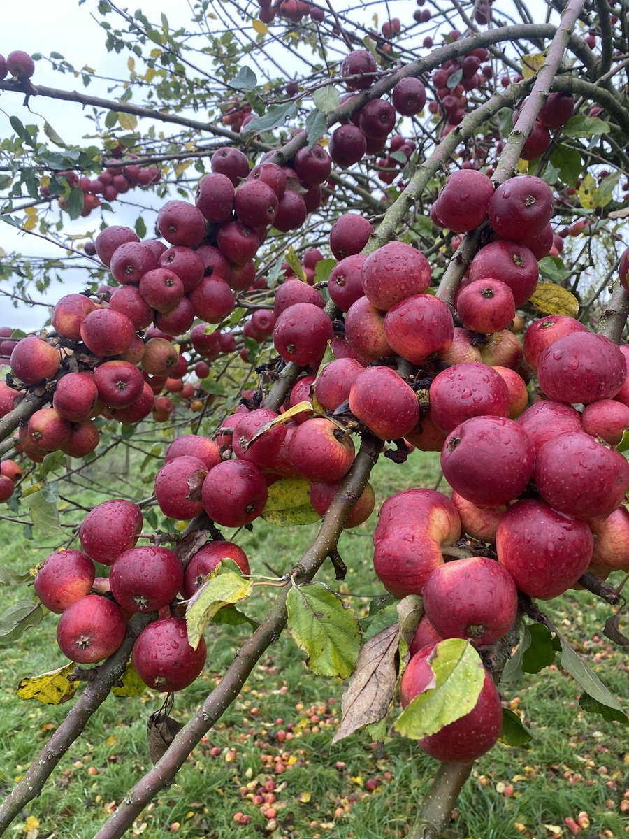 AlanEDown's tweet image. Still hanging on! 
A #cider #apple variety with such a heavy crop this year will probably not end up in a glass!