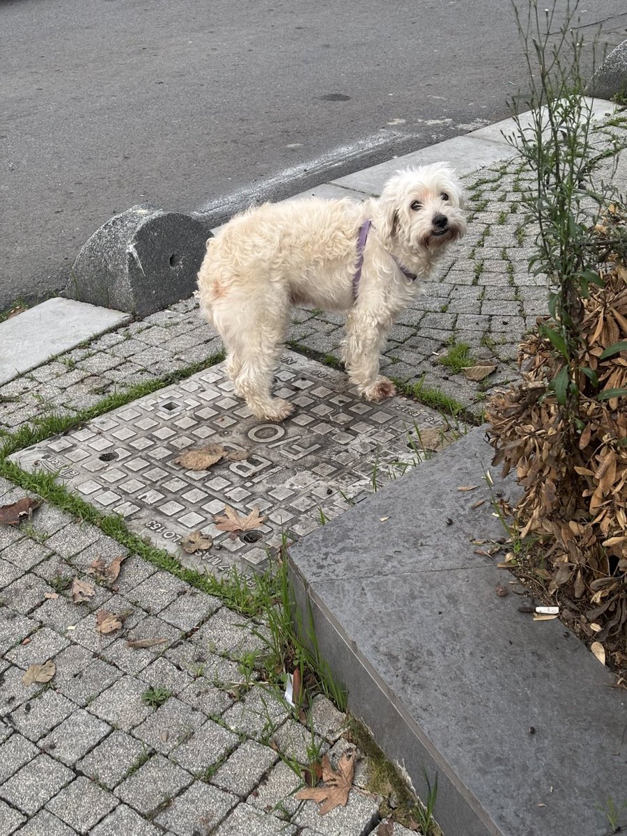 Büyükçekmece’de kayıp bir köpek gördüm ama yakalayamadım 😭😭 

İletişim <a href="/burcugiller/">burcu</a>