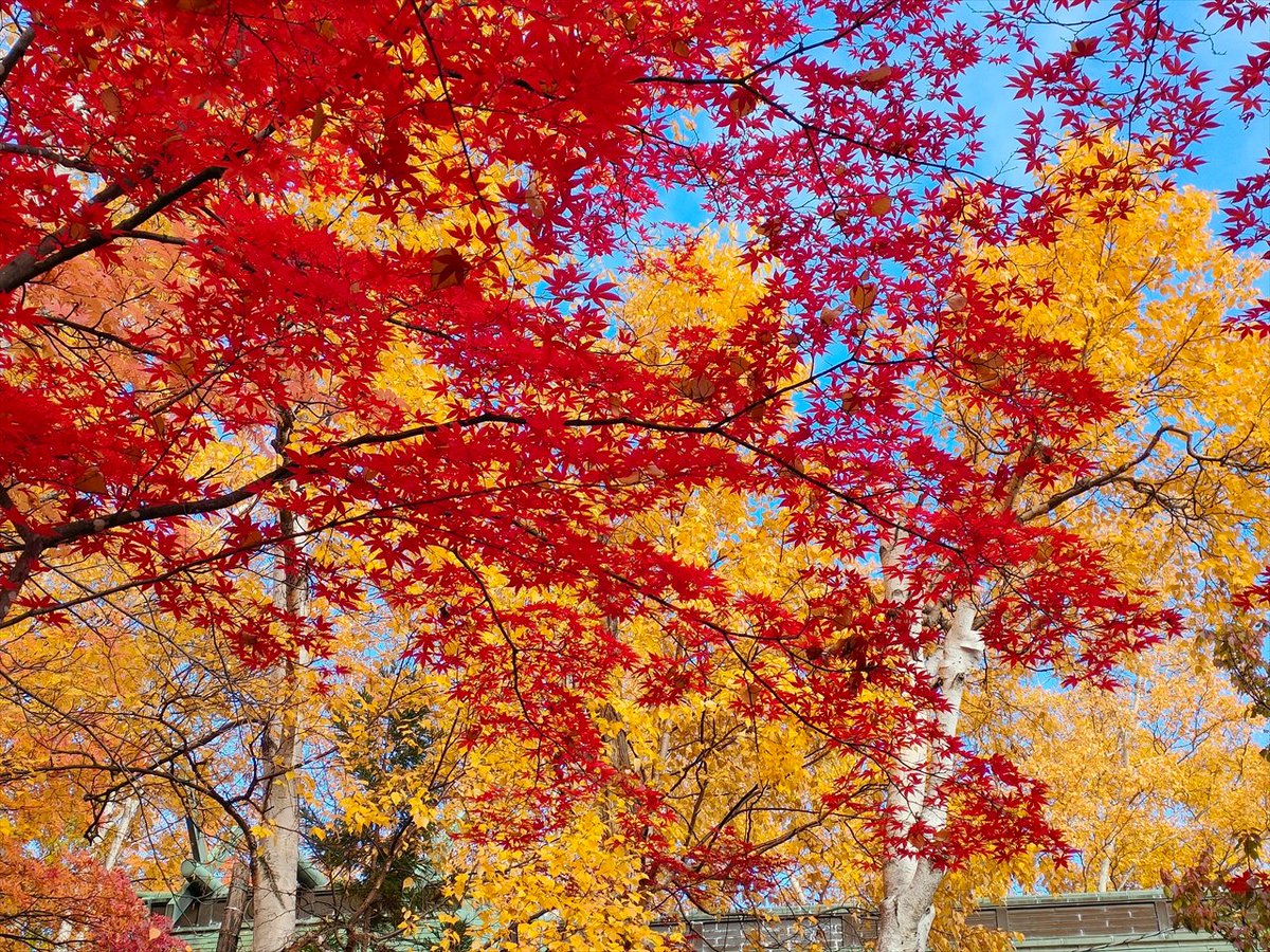 札幌 天神山緑地の紅葉
#紅葉　#キリトリセカイ　#北海道