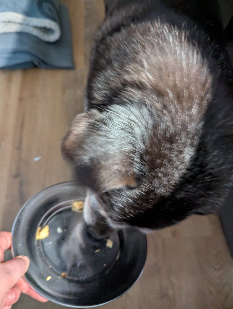 #Homeofficeüberwachungsei
Guckt mal....hab ein Rührei bekommen für meine harte Arbeit hier🤭