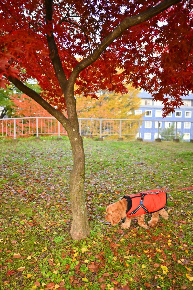 chageki's tweet image. ジュリオと散歩～紅葉見頃の盛岡城跡公園を歩きました。 plaza.rakuten.co.jp/shigekimb0515/… #r_blog 　＃紅葉　#岩手 　＃盛岡　＃アメリカンコッカースパニエル