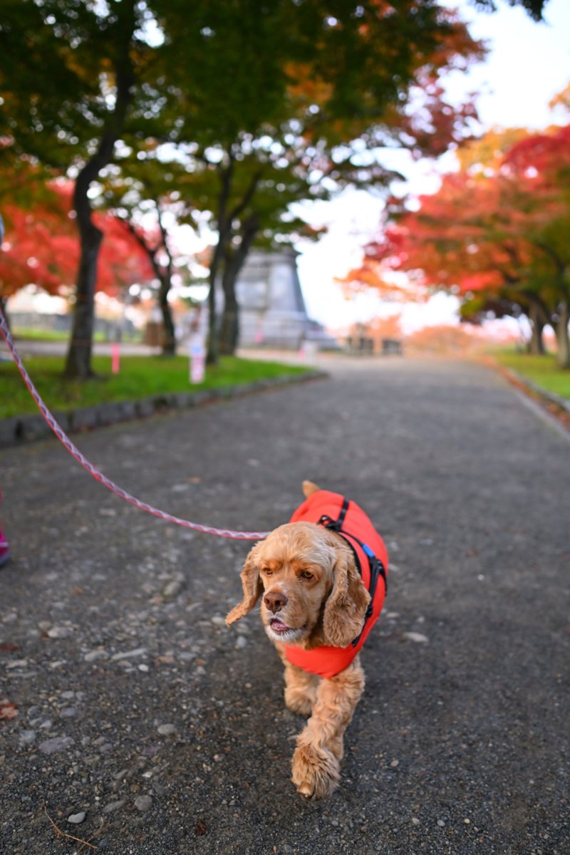 chageki's tweet image. ジュリオと散歩～紅葉見頃の盛岡城跡公園を歩きました。 plaza.rakuten.co.jp/shigekimb0515/… #r_blog 　＃紅葉　#岩手 　＃盛岡　＃アメリカンコッカースパニエル