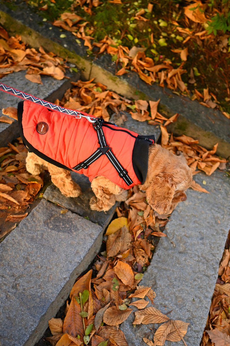 chageki's tweet image. ジュリオと散歩～紅葉見頃の盛岡城跡公園を歩きました。 plaza.rakuten.co.jp/shigekimb0515/… #r_blog 　＃紅葉　#岩手 　＃盛岡　＃アメリカンコッカースパニエル