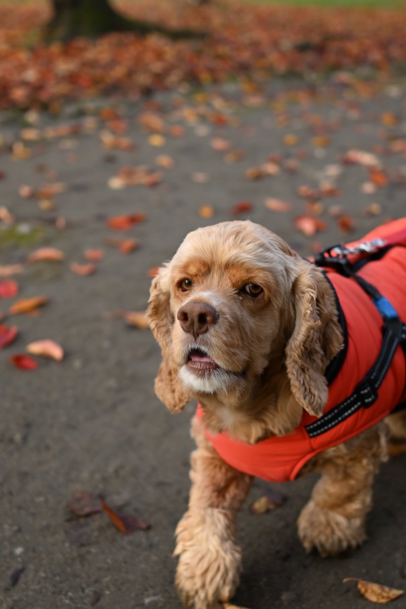 chageki's tweet image. ジュリオと散歩～紅葉見頃の盛岡城跡公園を歩きました。 plaza.rakuten.co.jp/shigekimb0515/… #r_blog 　＃紅葉　#岩手 　＃盛岡　＃アメリカンコッカースパニエル