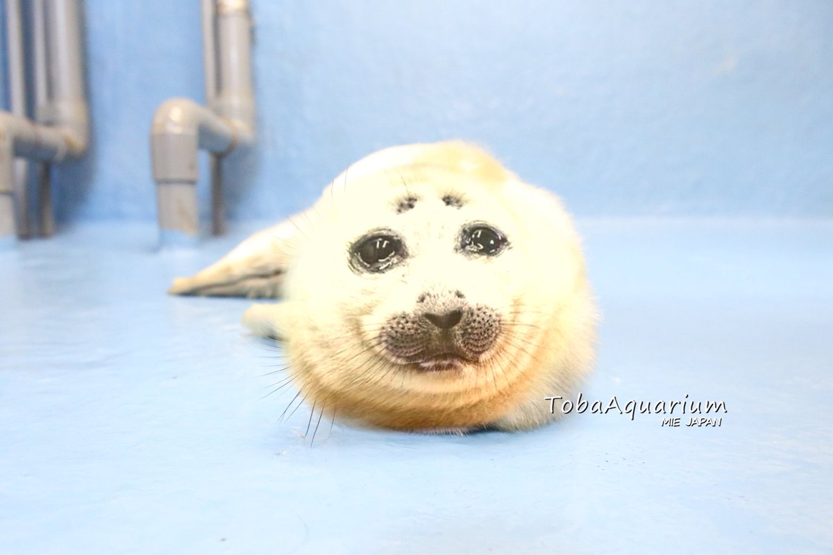 broimalemon's tweet image. Hey my #hoursroblox friends, drop one of your design of the host and I&apos;ll try to draw them