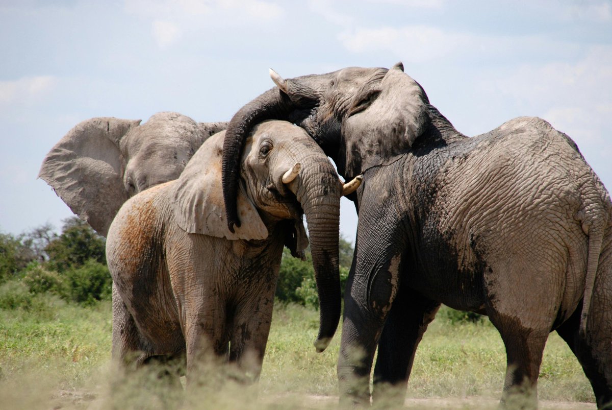ParrotSafaris's tweet photo. Majestic Moments

Experience the power and beauty of elephant herds up close on your next adventure. This is where memories are made.

Book your unforgettable safari with us! Call 0114086126 
Email: info@parrotsafaris.com

#elephants #bigfive #tembeakenya https://t.co/VvyCm6BDmg