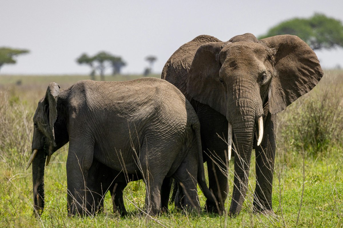 ParrotSafaris's tweet photo. Majestic Moments

Experience the power and beauty of elephant herds up close on your next adventure. This is where memories are made.

Book your unforgettable safari with us! Call 0114086126 
Email: info@parrotsafaris.com

#elephants #bigfive #tembeakenya https://t.co/VvyCm6BDmg