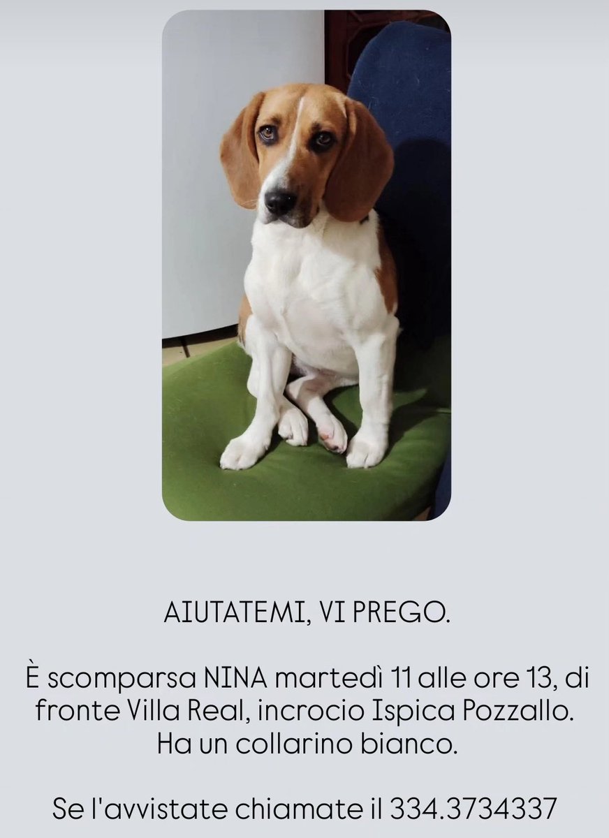 ValentinaBoop's tweet image. Troviamo NINA, persa a Modica (RG) l&apos;11/11/2025 alle 13.