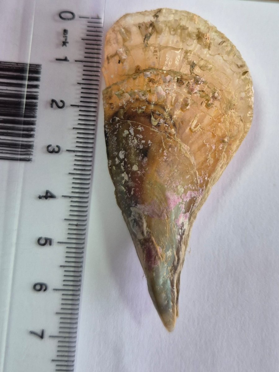 PİNALAR ÇOĞALIYOR!

🩵 Elimde gördüğünüz minik pinanın yaşamı çabuk sona ermiş olsa da bu yıl Marmara Denizi'nde bebek pina sayısında artış var. 

🩵  Marmara ve pina kirliliğe, deniz suyu sıcaklıklarındaki artışa, yanlış kıyı yönetimine ve yanlış avcılığa rağmen birlikte