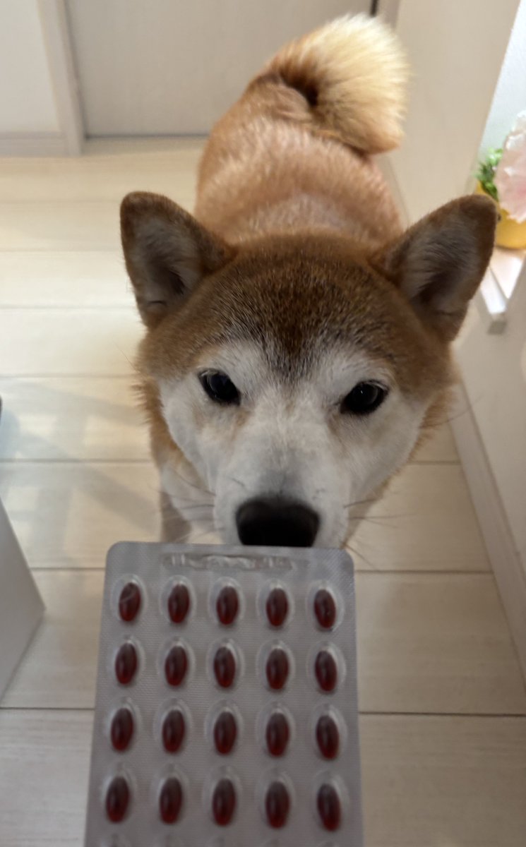 まめいぬ かめ野 かめ乃 on X