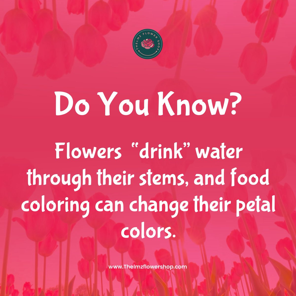 Thelmzflower's tweet photo. Do you know?
Flowers don’t just drink water they sip color and wear it proudly. 💐💦
#thelmzflowershop #florist #flowerfunfacts
#freshflowers #flowershopinlagos https://t.co/X6TkCOUDRr