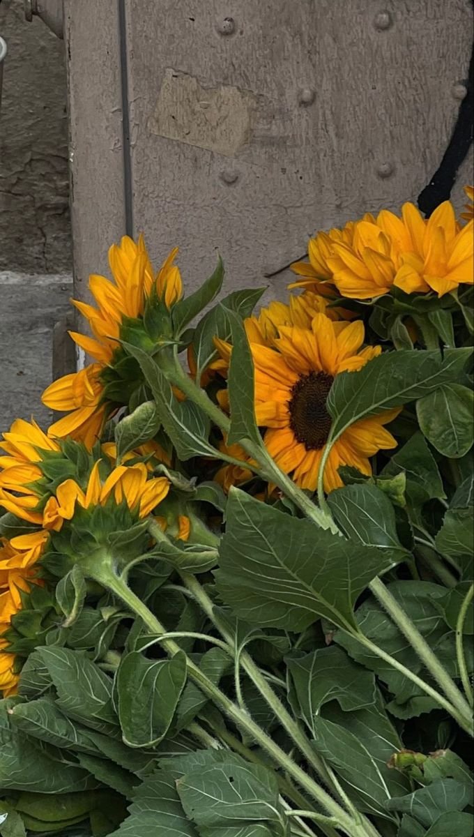 sunflowerchives's tweet photo. https://t.co/6ACXh1TOWz