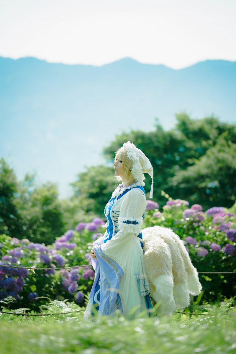 sachi699's tweet image. 紫陽花ロケの写真!東方の藍さま
綺麗に撮ってもらったので沢山掲載してます！
同じ方向向いてるけど多分これ光のある方向いてるw
撮影khakiさん（ @khaki_6132 )