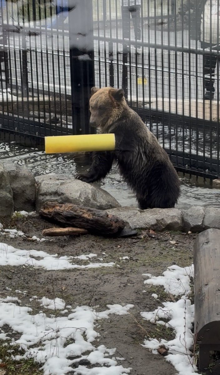 ⛩️🐾化け猫🐾🧶 on X