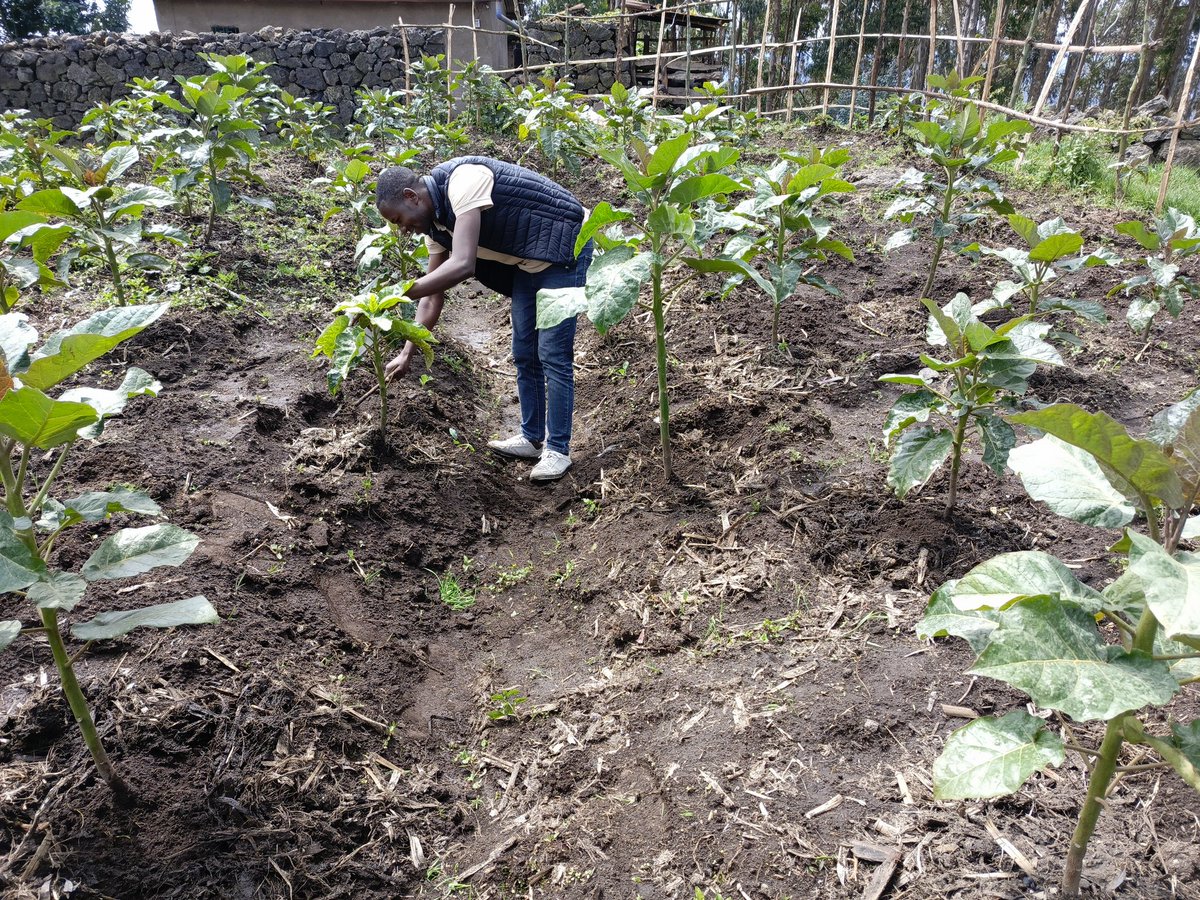 FaustinNIBISHA2's tweet photo. #MUKAMIRA SEC/#KOIBAIZI COOP, Uyu musi habaye igikorwa cyo gusura ibinyomoro na avoka byahinzwa n'abaturage n'abanyamuryango ba #koperativekoibaizi@gmail.com
IBITI twasanze bimeze neza Kandi hatanzwe ubujyanama bwo gukomeza gufata #IBITI neza https://t.co/LsC2OTfRQF