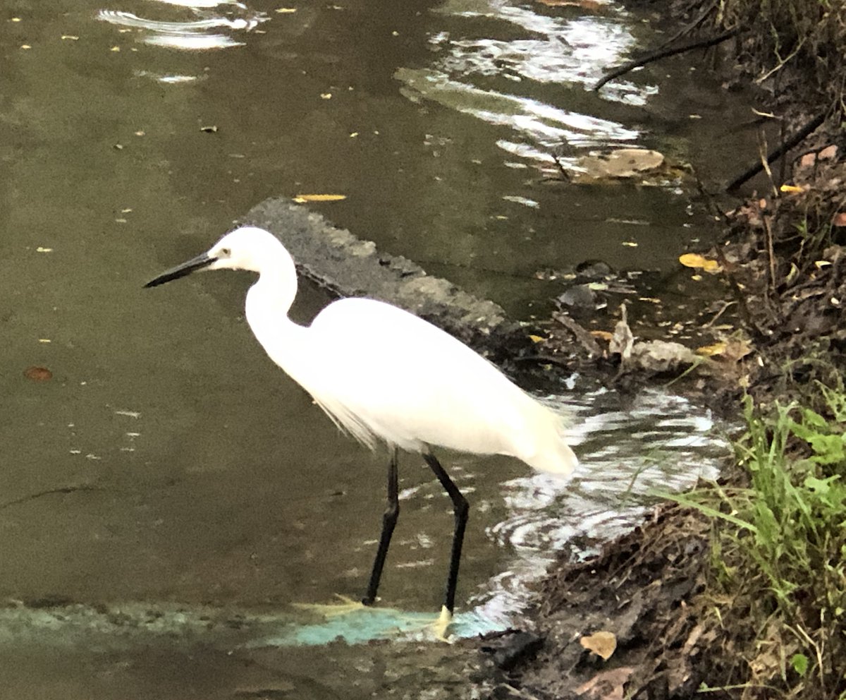 Water 12.2 Air 14
Egrets, I've had a few, but then again, too few to mention.