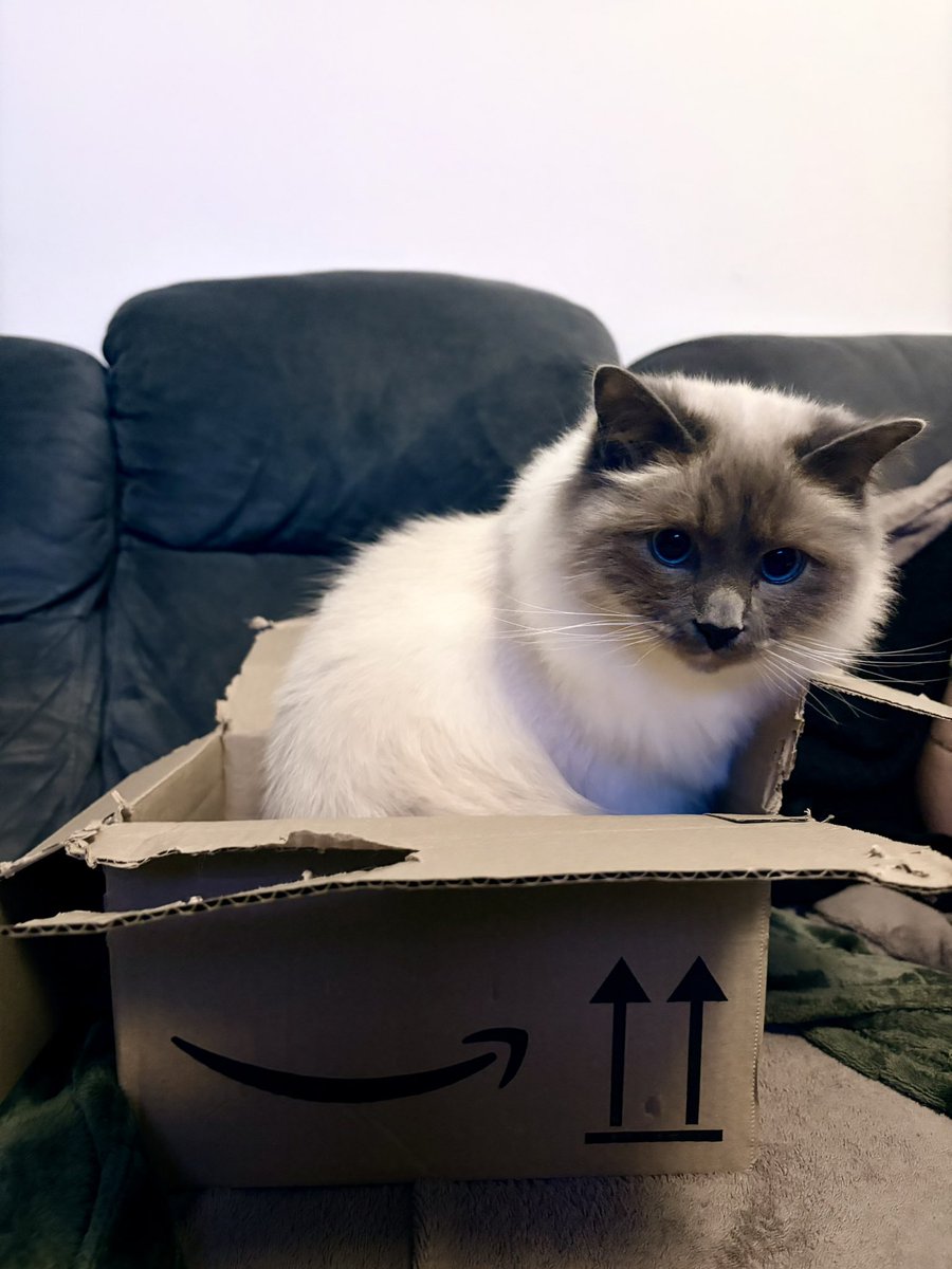 just adopted this beauty ♥️ (ty <a href="/amazon/">Amazon</a>)